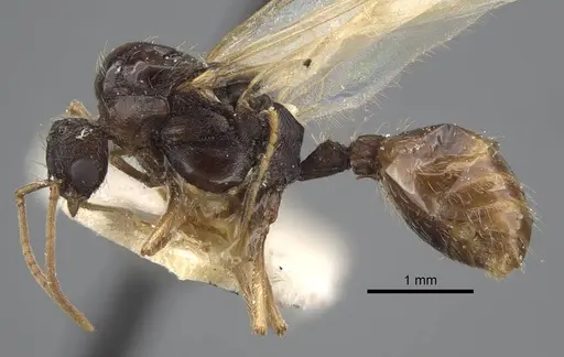 Strongylognathus arnoldii specimen CASENT0917431 image casent0917431_4