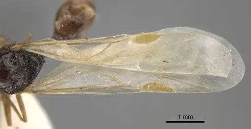 Strongylognathus arnoldii specimen CASENT0917431 image casent0917431_5
