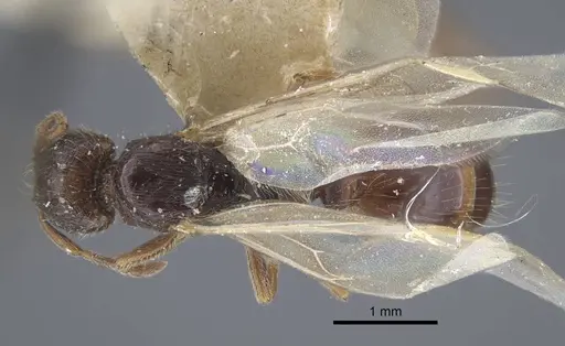 Strongylognathus arnoldii specimen CASENT0917432 image casent0917432_1