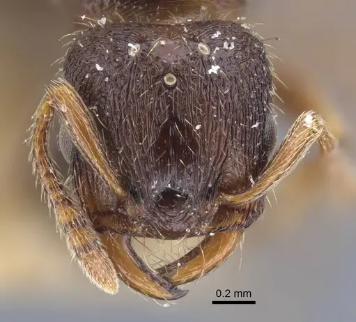 Strongylognathus arnoldii specimen CASENT0917432 image casent0917432_2