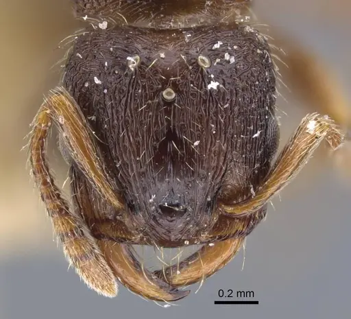 Strongylognathus arnoldii specimen CASENT0917432 image casent0917432_3