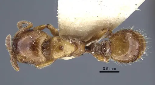 Strongylognathus arnoldii specimen CASENT0917433 image casent0917433_1