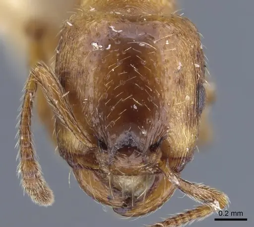 Strongylognathus arnoldii specimen CASENT0917433 image casent0917433_2
