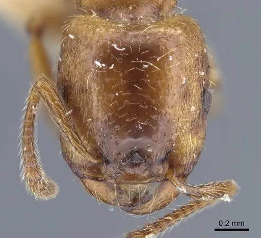 Strongylognathus arnoldii specimen CASENT0917433 image casent0917433_3