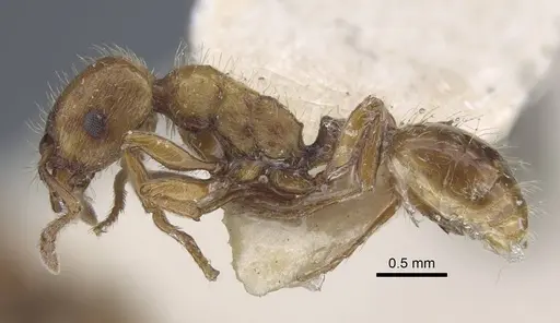 Strongylognathus arnoldii specimen CASENT0917433 image casent0917433_4