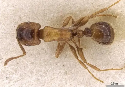 Strongylognathus bulgaricus specimen CASENT0909178 image casent0909178_1