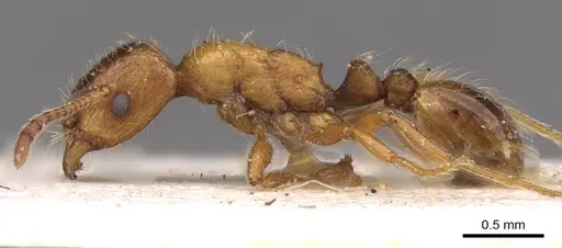 Strongylognathus bulgaricus specimen CASENT0909178 image casent0909178_3