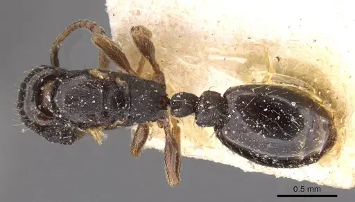 Strongylognathus caeciliae specimen CASENT0909176 image casent0909176_1