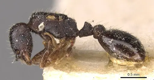 Strongylognathus caeciliae specimen CASENT0909176 image casent0909176_3