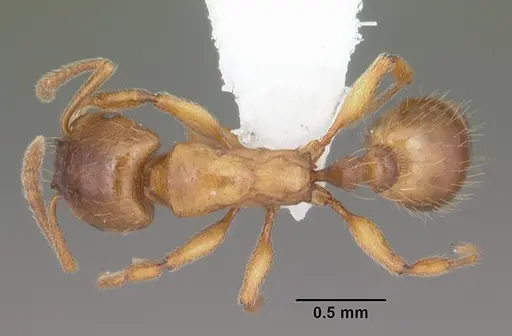 Strongylognathus caeciliae specimen MB619-2 image mb619-2_1