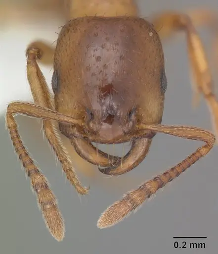 Strongylognathus caeciliae specimen MB619-2 image mb619-2_2