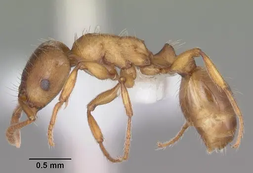 Strongylognathus caeciliae specimen MB619-2 image mb619-2_3
