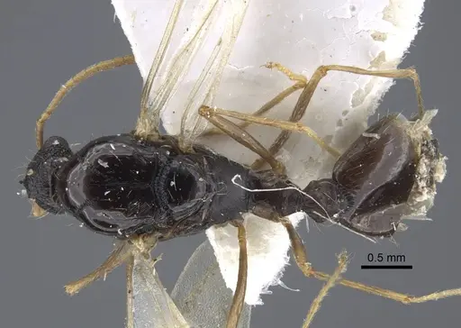 Strongylognathus chelifer specimen CASENT0917427 image casent0917427_1