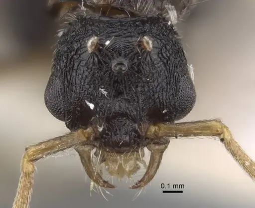Strongylognathus chelifer specimen CASENT0917427 image casent0917427_3