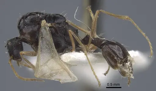 Strongylognathus chelifer specimen CASENT0917427 image casent0917427_4