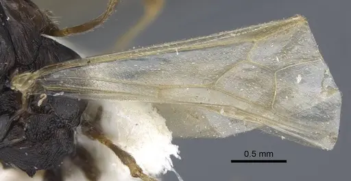 Strongylognathus chelifer specimen CASENT0917427 image casent0917427_5