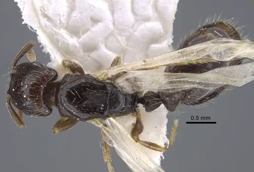 Strongylognathus chelifer specimen CASENT0917428 image casent0917428_1
