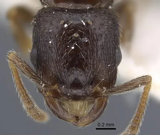 Strongylognathus chelifer specimen CASENT0917428 image casent0917428_2