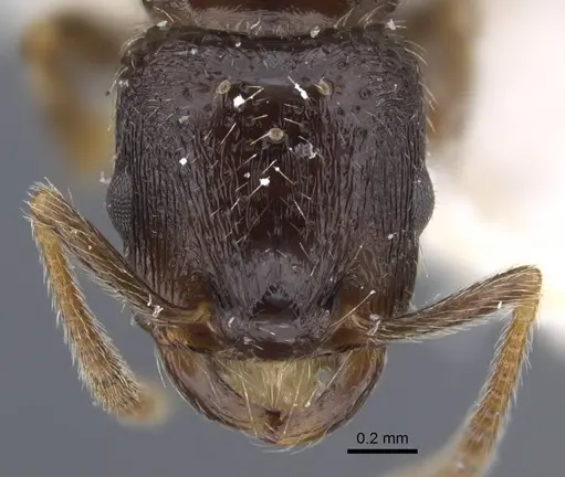 Strongylognathus chelifer specimen CASENT0917428 image casent0917428_3