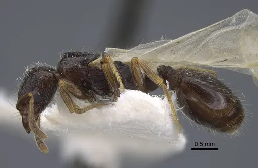 Strongylognathus chelifer specimen CASENT0917428 image casent0917428_4