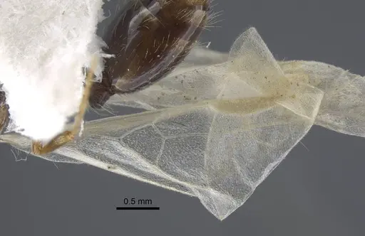 Strongylognathus chelifer specimen CASENT0917428 image casent0917428_5
