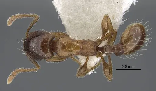 Strongylognathus chelifer specimen CASENT0917429 image casent0917429_1
