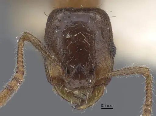 Strongylognathus chelifer specimen CASENT0917429 image casent0917429_2