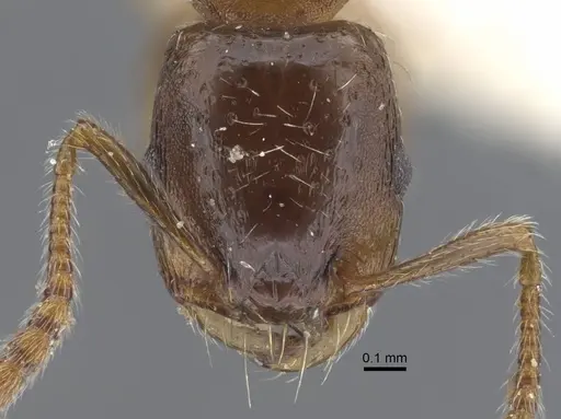 Strongylognathus chelifer specimen CASENT0917429 image casent0917429_3