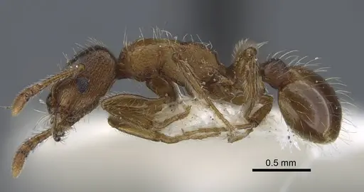Strongylognathus chelifer specimen CASENT0917429 image casent0917429_4