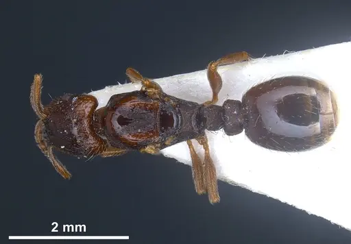 Strongylognathus christophi specimen ANTWEB1041291 image antweb1041291_1