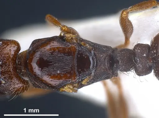 Strongylognathus christophi specimen ANTWEB1041291 image antweb1041291_2