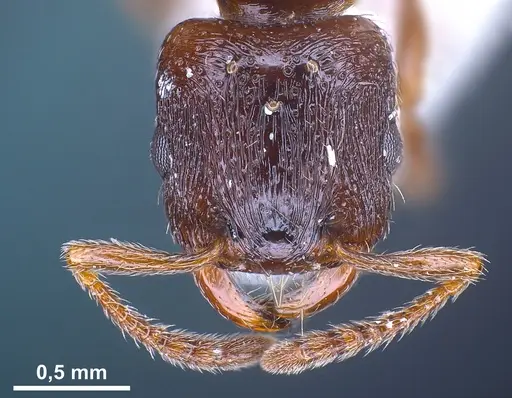 Strongylognathus christophi specimen ANTWEB1041291 image antweb1041291_3