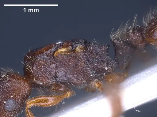 Strongylognathus christophi specimen ANTWEB1041291 image antweb1041291_5