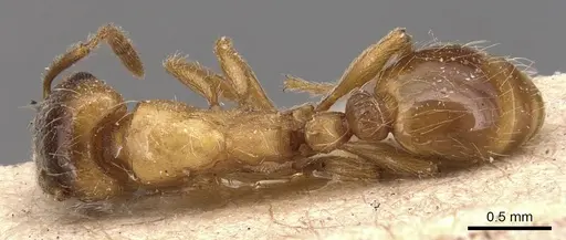 Strongylognathus christophi specimen CASENT0904866 image casent0904866_1