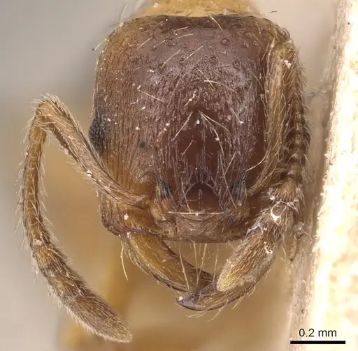 Strongylognathus christophi specimen CASENT0904866 image casent0904866_2