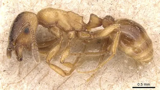 Strongylognathus christophi specimen CASENT0904866 image casent0904866_3