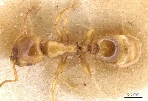 Strongylognathus christophi specimen CASENT0904867 image casent0904867_1