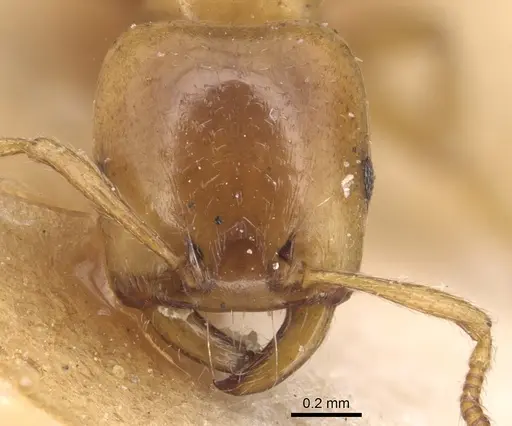 Strongylognathus christophi specimen CASENT0904867 image casent0904867_2