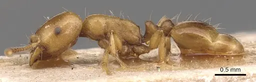 Strongylognathus christophi specimen CASENT0904867 image casent0904867_3