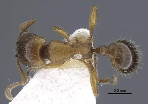 Strongylognathus dao specimen CASENT0916954 image casent0916954_1