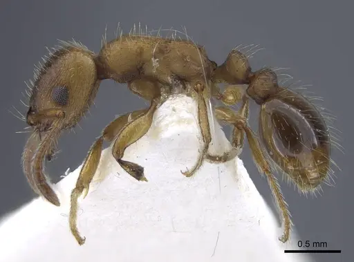 Strongylognathus dao specimen CASENT0916954 image casent0916954_4