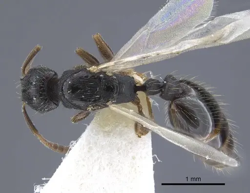 Strongylognathus dao specimen CASENT0916955 image casent0916955_1