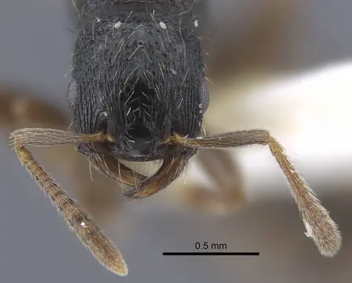 Strongylognathus dao specimen CASENT0916955 image casent0916955_2