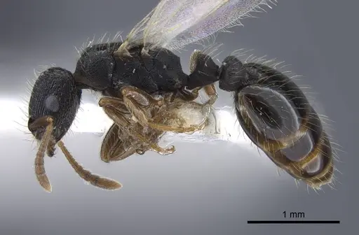 Strongylognathus dao specimen CASENT0916955 image casent0916955_3