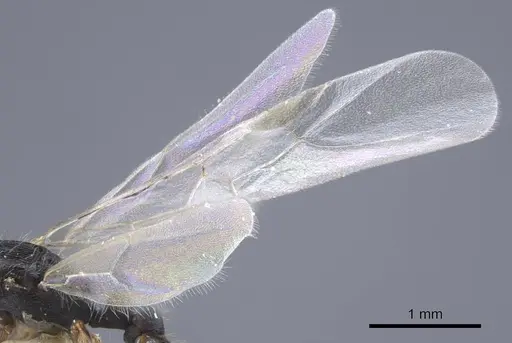 Strongylognathus dao specimen CASENT0916955 image casent0916955_4