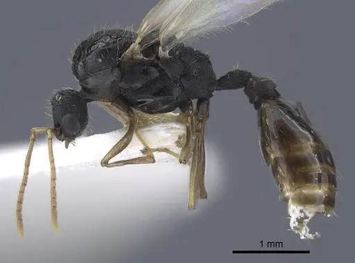Strongylognathus dao specimen CASENT0916956 image casent0916956_4