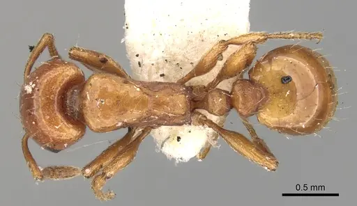 Strongylognathus destefanii specimen CASENT0280846 image casent0280846_1