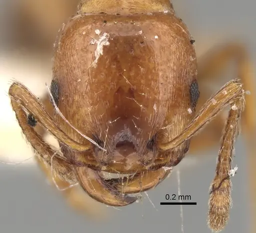Strongylognathus destefanii specimen CASENT0280846 image casent0280846_2
