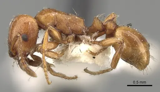 Strongylognathus destefanii specimen CASENT0280846 image casent0280846_3