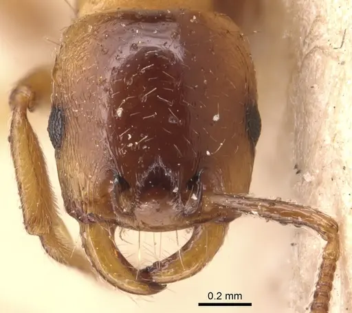 Strongylognathus destefanii specimen CASENT0904865 image casent0904865_2